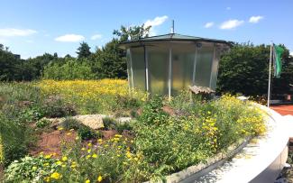Biodiversity modules increase the variety of species on the roof, enabling insects and birds to find many forage crops and nesting places in stones, insect hotels and even in deadwood. Biodiverse green roof